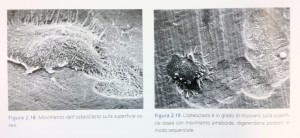 Rigenerazione ossea: movimento dell'osteoclasto <br> ©ELSEVIER 2009