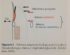 Rigenerazione tessuti molli: schema ampiezza biologica ©edi-ermes 2013